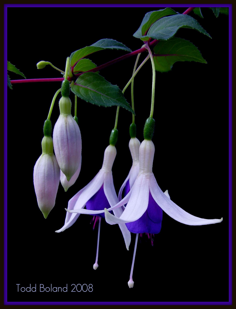 Fuchsia Hybirds